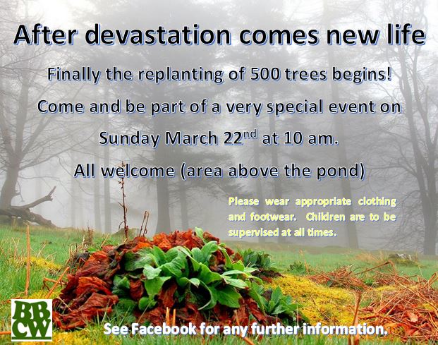 Help to replant 500 trees at Blaen Bran Community Woodland