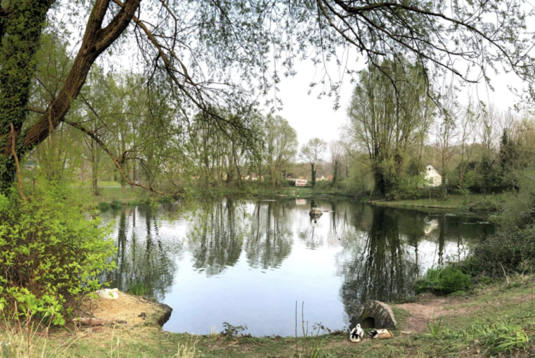 Volunteers needed for Big Balsam Bash at Llantarnam Ponds