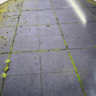 moss covered paving stones
