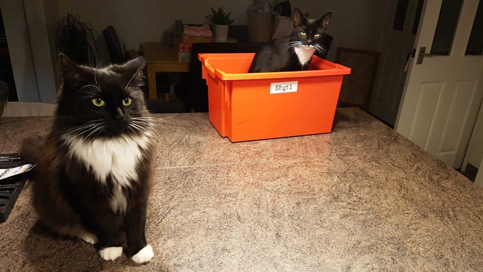 two cats- one in a box