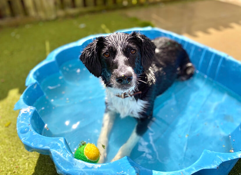 A dog keeping cool in a paddling pool