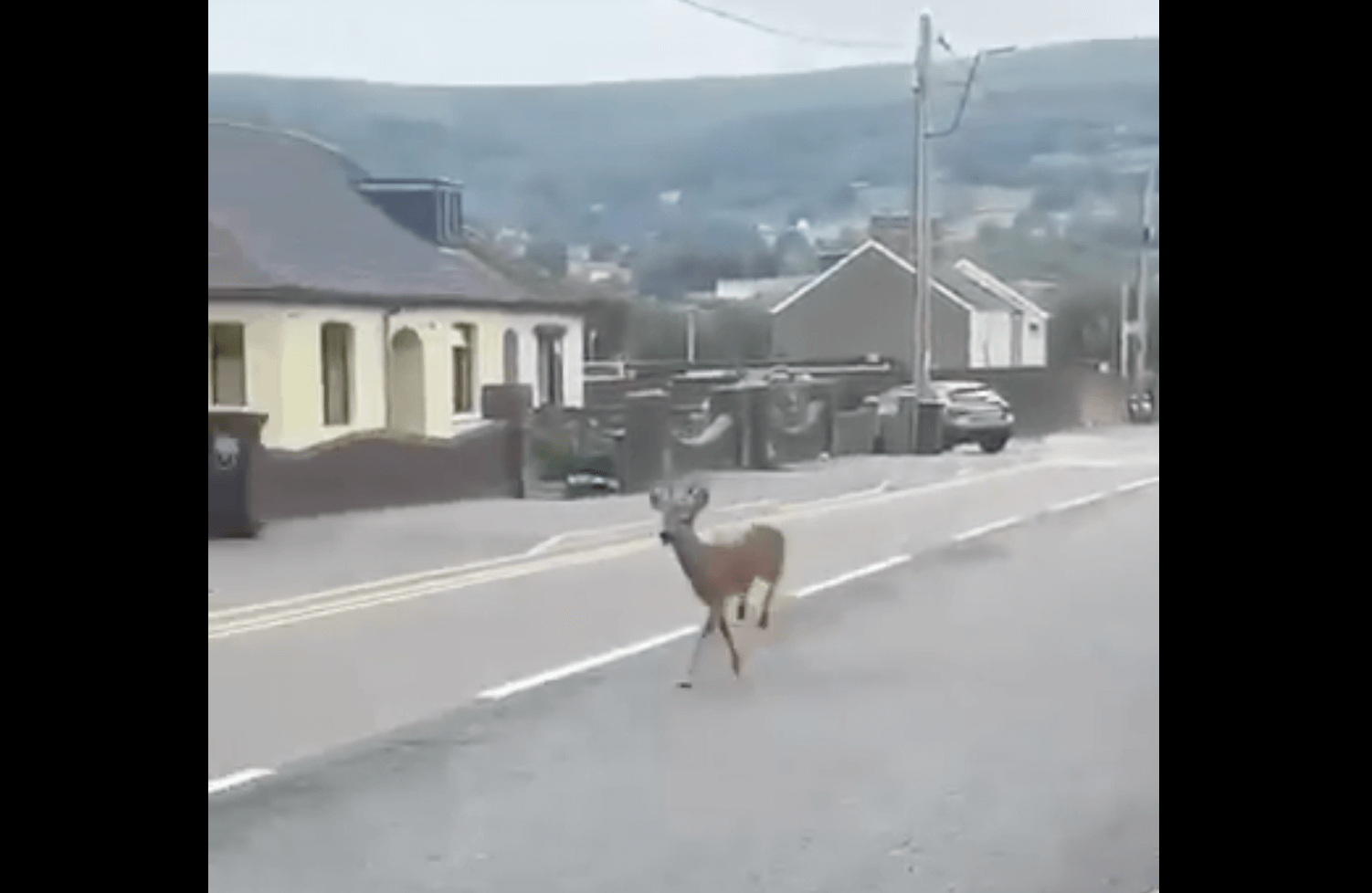 a deer running down a residential street