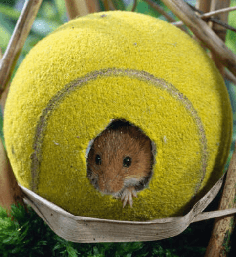 a mouse in a tennis ball