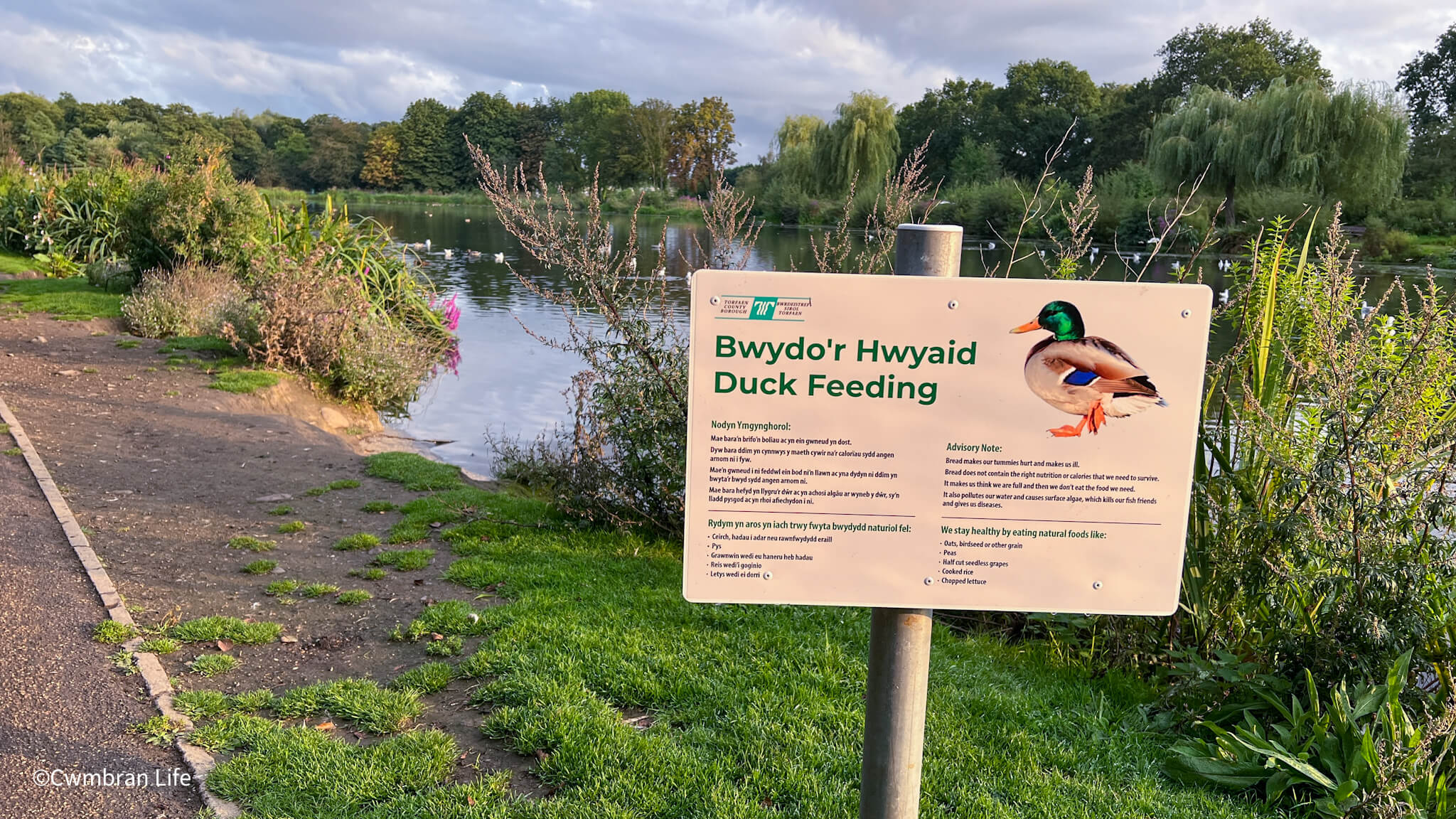 a sign about feeding ducks at a lake