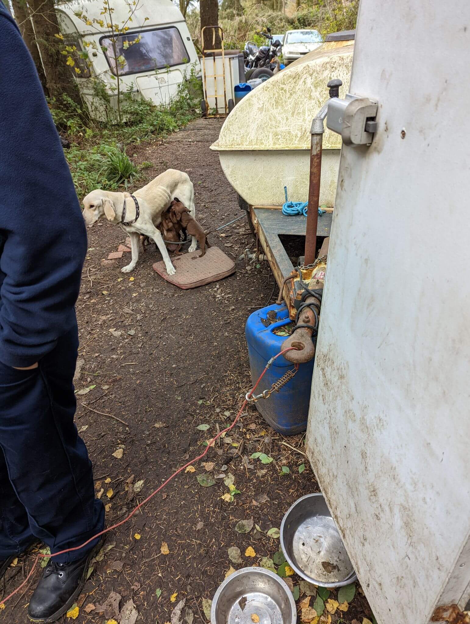 two photos of dogs in poor conditions