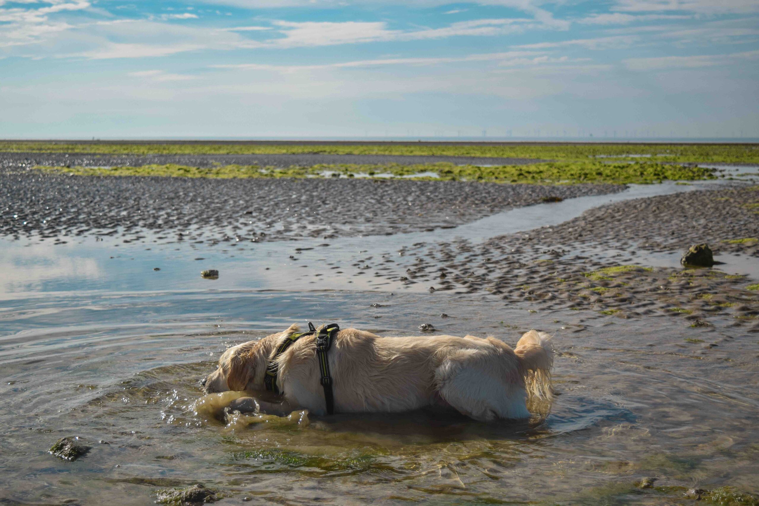 a dog lying in shallow water at the beach