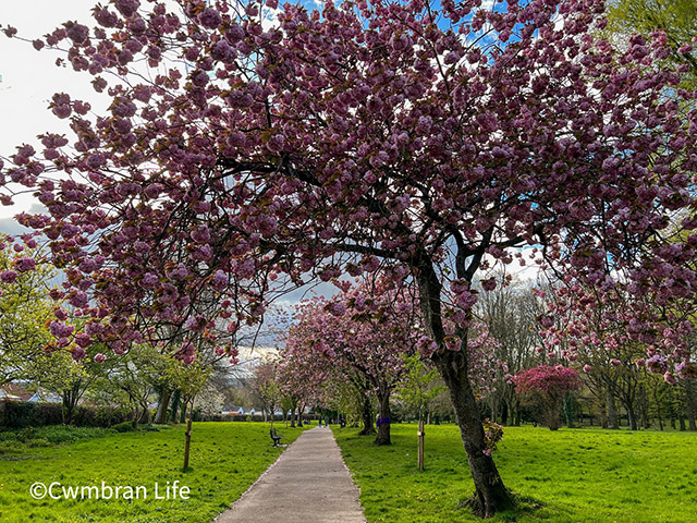 Take a stroll through the cherry blossom trees at Oakfield Flower Gardens