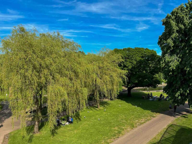 a grassed area in a park with some large trees