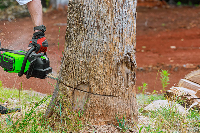 a tree being cut down with a chain saw