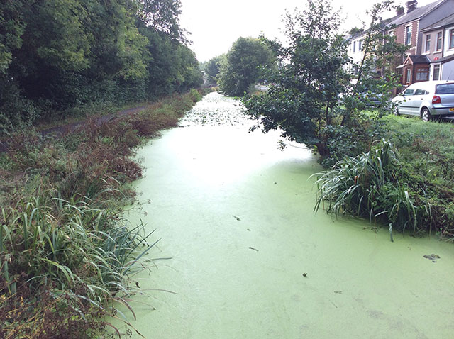 Overgrown vegetation covering the Monmouthshire and Brecon Canal