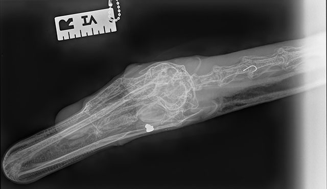 an x-ray of swan's let with a pellet lodged in it