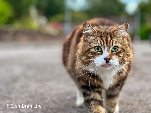 a cat staring towards the camera