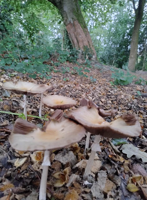 mushrooms growing in woods