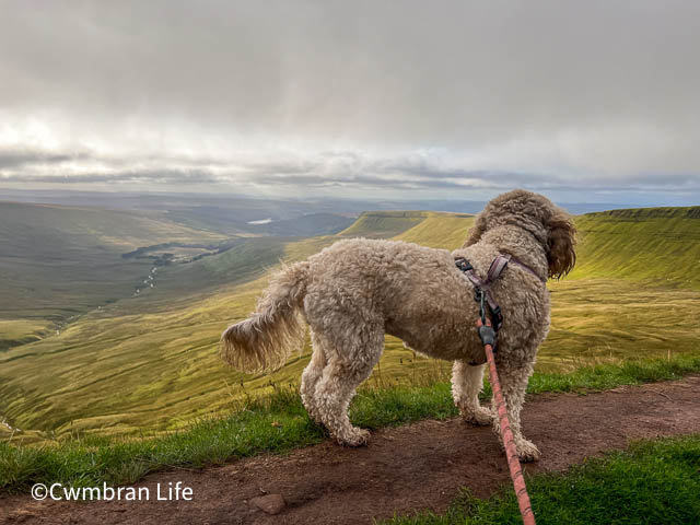 a dog looking out across mountains and hills