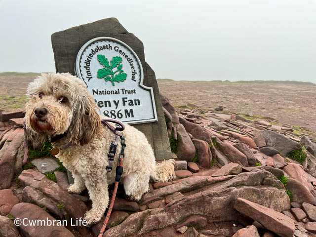 a dog by a sign for Pen y Fan