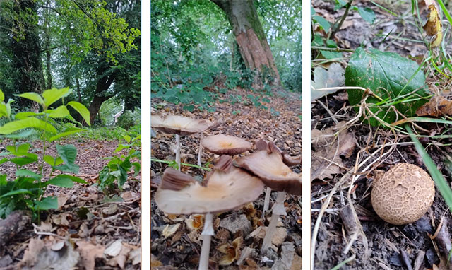 Three photos showing mushrooms and plants in a wood