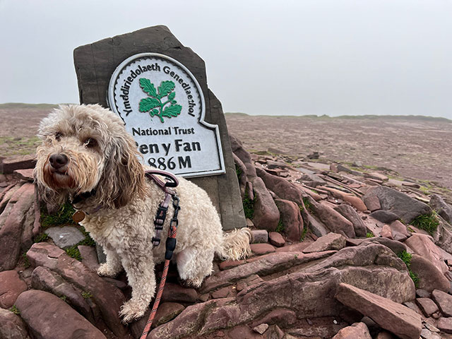 a dog on a sign of Pen y Fan