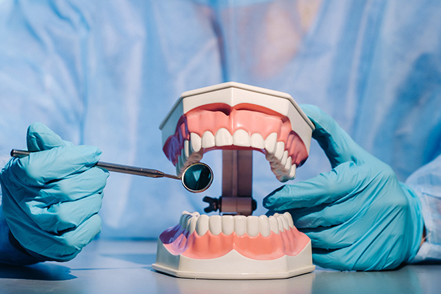 A dental doctor wearing blue gloves and a mask holds a dental model of the upper and lower jaws