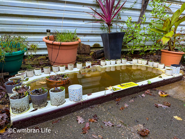 a bath being used as a pond