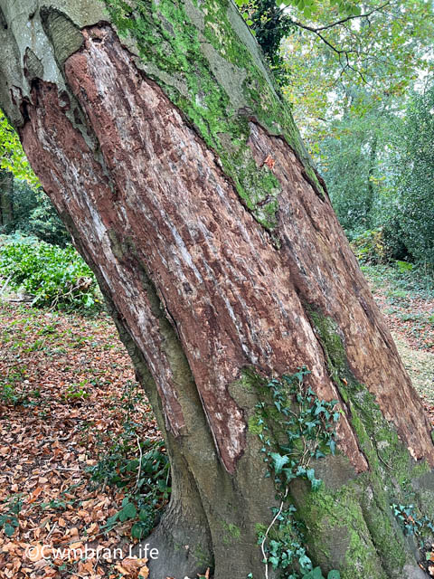 a tree with bark removed from around its trunk