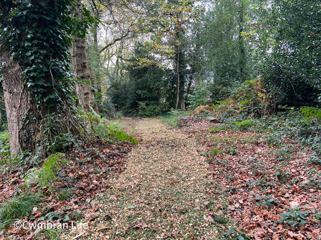 a pathway through woodland