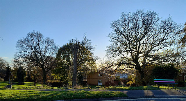 a small woodland by some houses