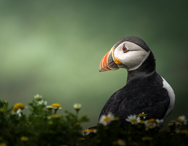 a penguin