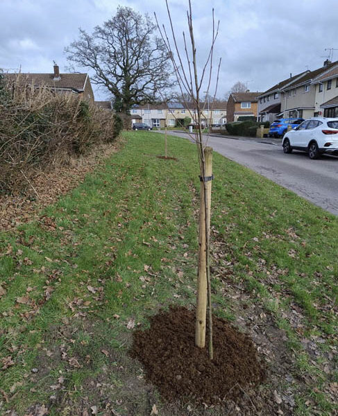 A sapling by a road