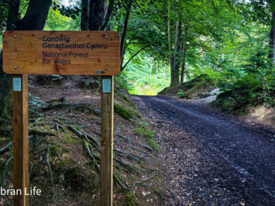 Learn traditional woodcraft in Cwmbran’s Blaen Brân Community Woodland