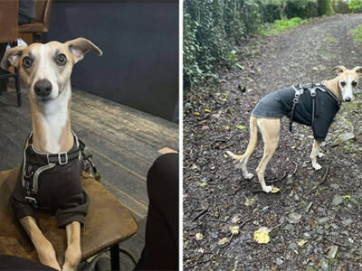 Torfaen to host its first-ever Great Global Greyhound Walk
