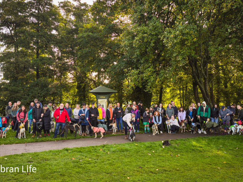 a large group of people with their dogs