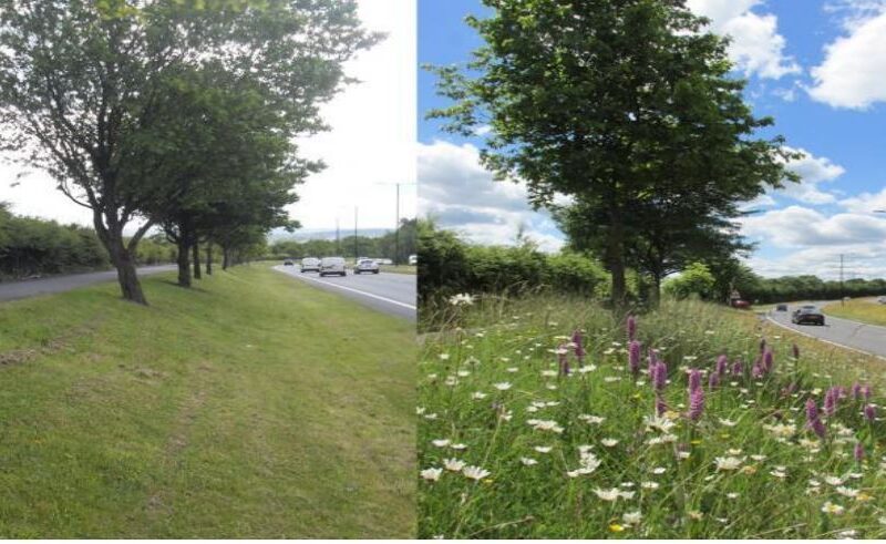 Two pics of grass areas by a road, one where the grass is cut the other where it hasn't