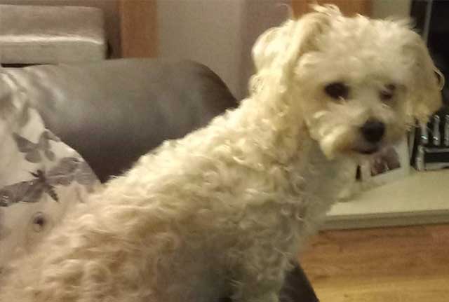 a Bichon Frise crossed Yorkshire Terrier