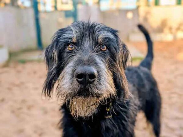 Dogs Trust Cardiff plans to rehome more dogs in 2026