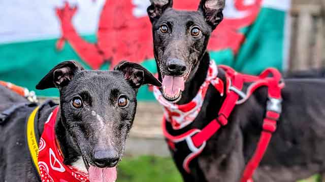 two greyhound dogs in front of a Wales flag