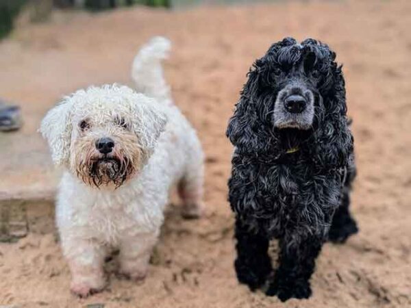 Dogs Trust shares the doggy soulmates looking for homes together across Wales