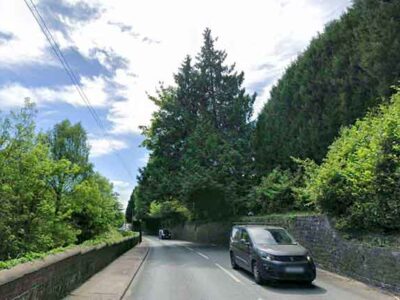 Large protected tree to be felled in Torfaen