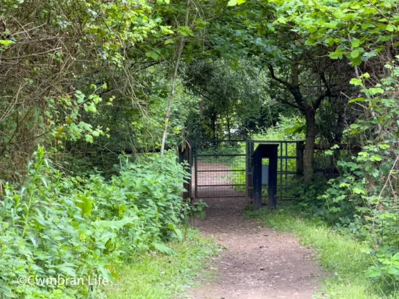 a path leading into a woodland
