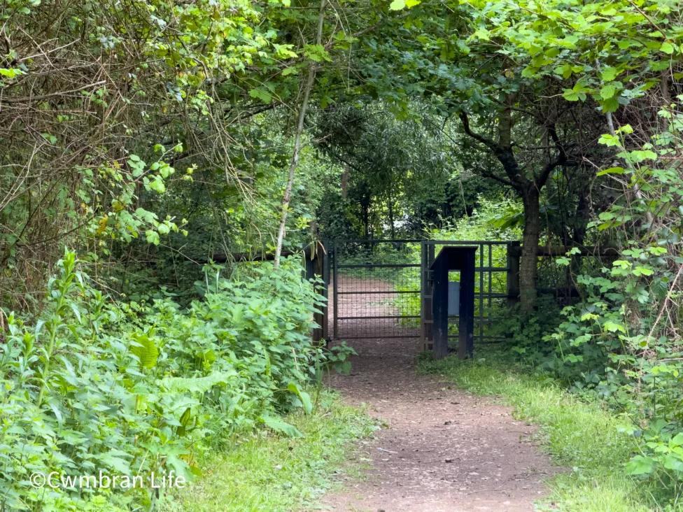 a path leading into a woodland