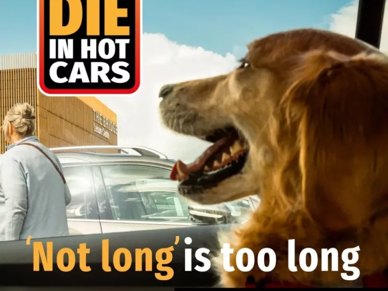 a dog in a car with the text 'dogs die in hot cars- not long is too long'