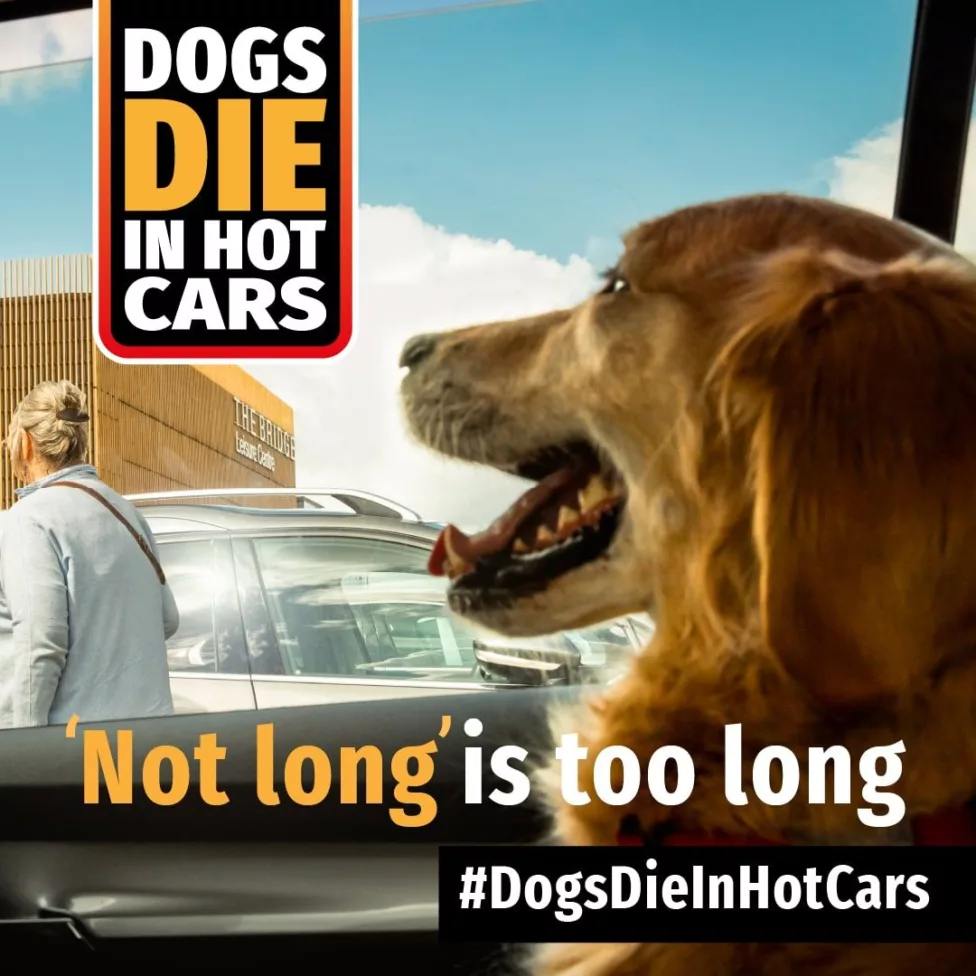 a dog in a car with the text 'dogs die in hot cars- not long is too long'